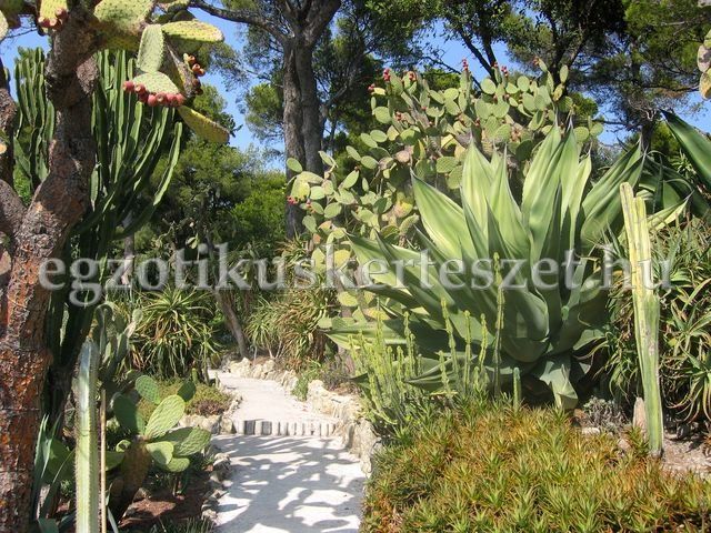 cote d azur rothschild villa kaktusz kert